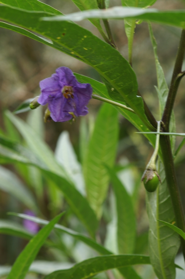 Solanum laciniatum